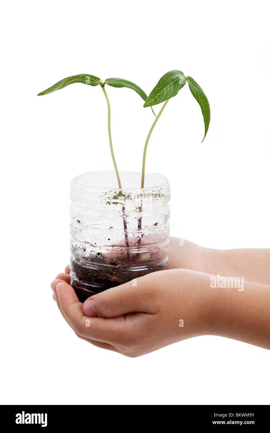 plastic bottle and Sprout with white background Stock Photo