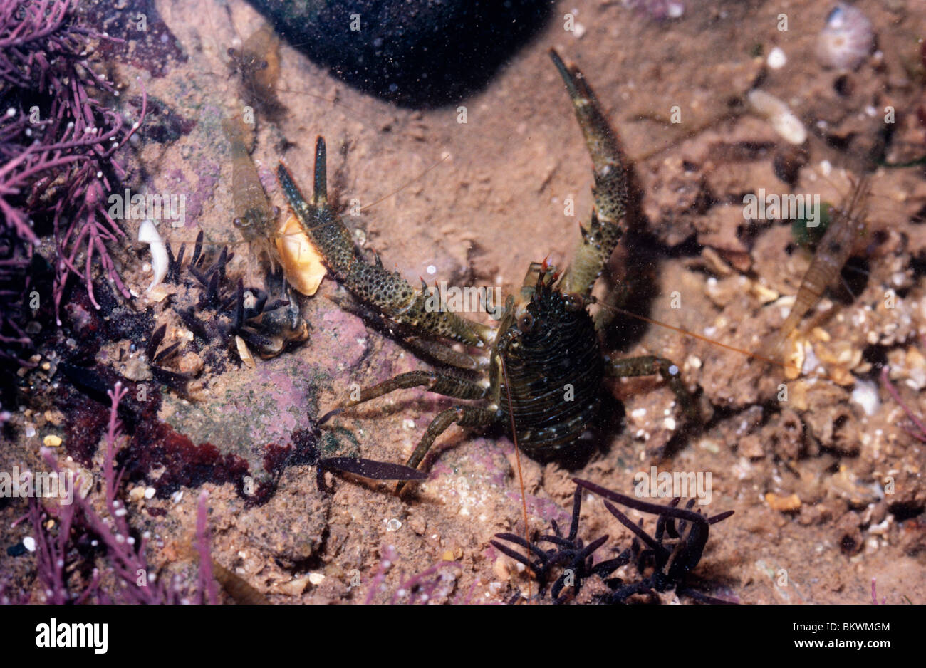 Squat lobster (Galathea squamifera: Galatheidae) in a rockpool on the lower shore UK Stock Photo