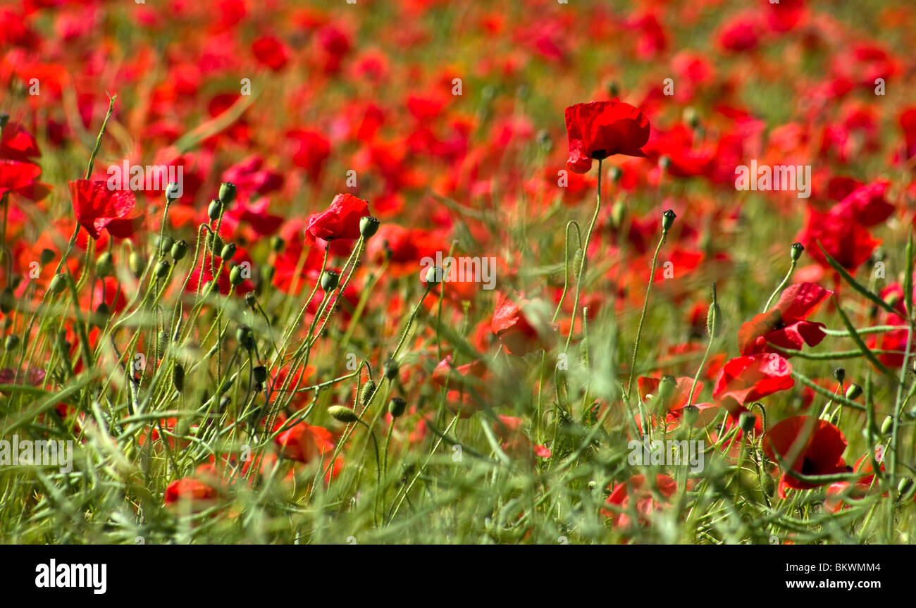 The poppy is a symbol of remembrance and they carpet the fields of Kent Stock Photo