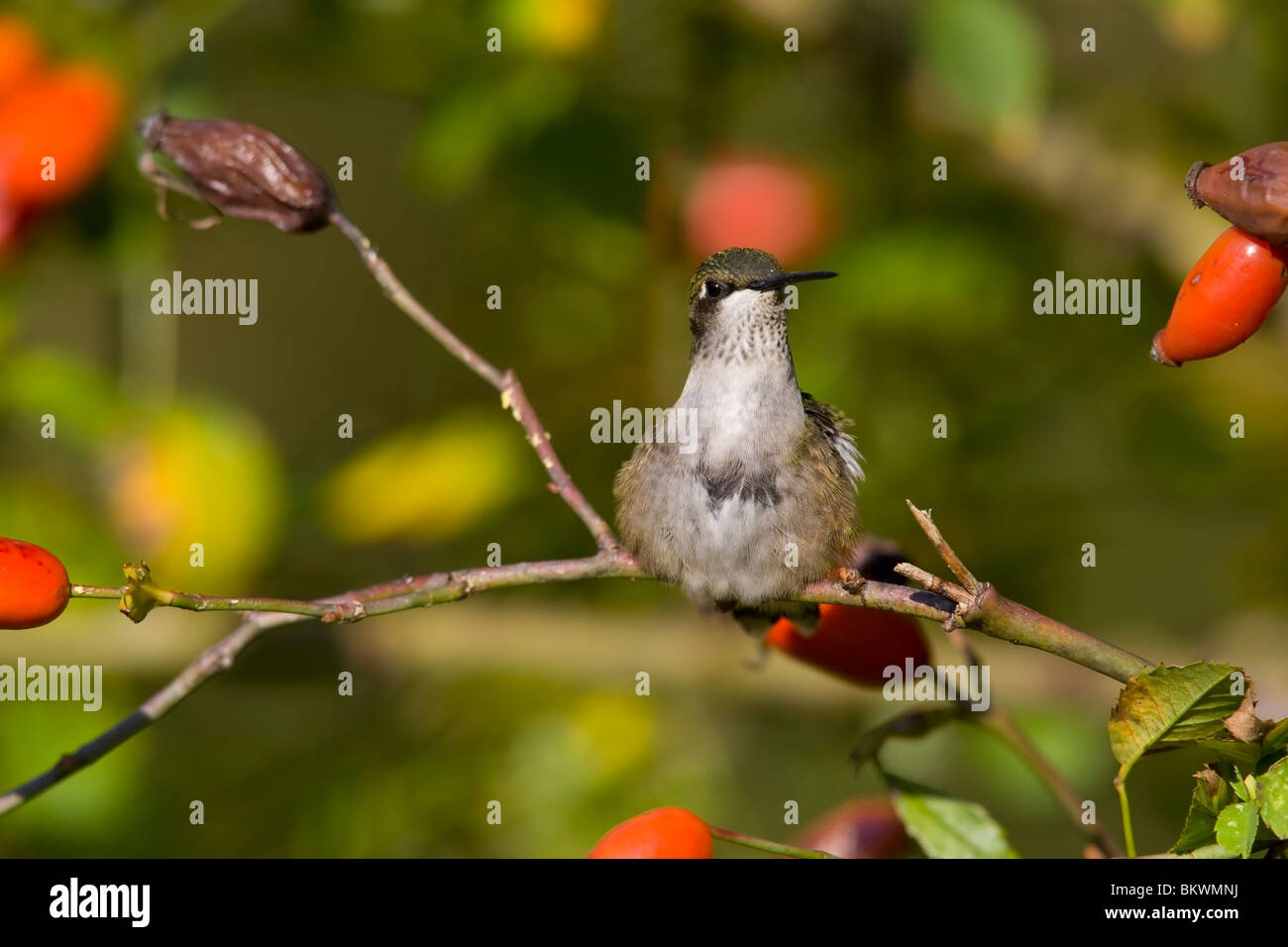 Ruby-throated Hummingbird (Archilochus colubris), female Stock Photo ...