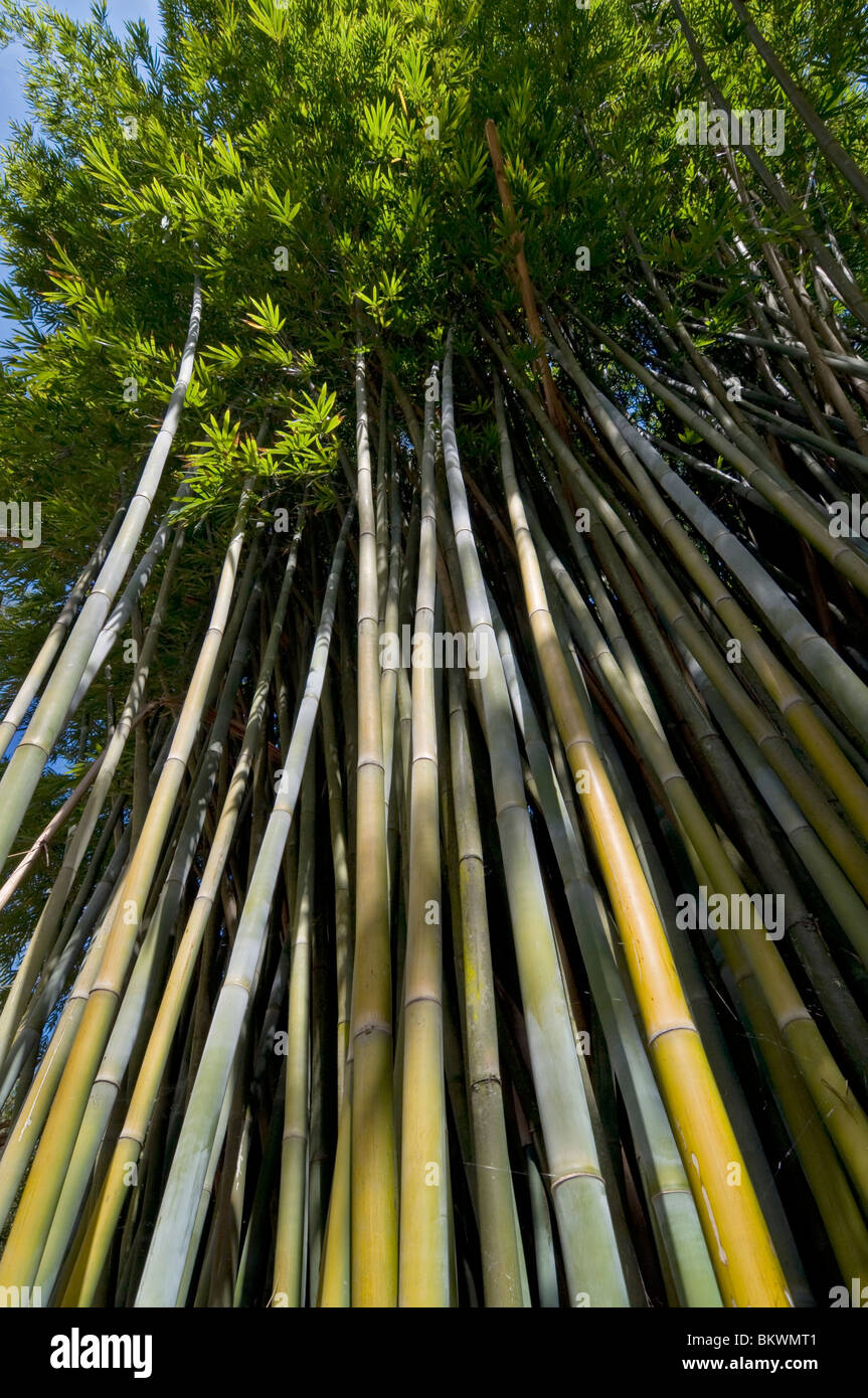 Kanapaha Spring Garden Festival Gainesville Florida looking up into
