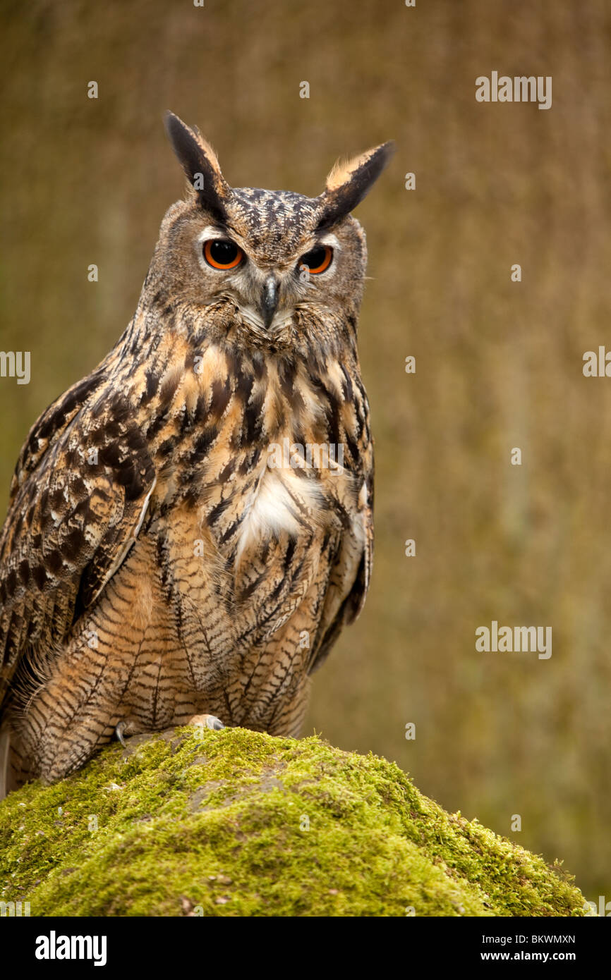 An Eagle Owl perched on a moss covered rock Stock Photo