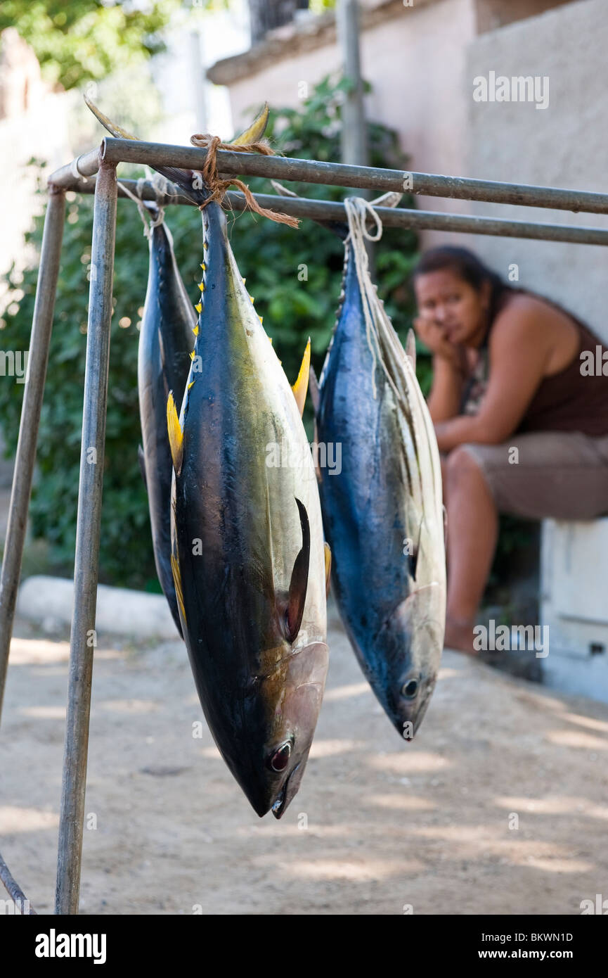 Freshly Caught Tuna Fish for Sale on the Road Side in Bora Bora, French