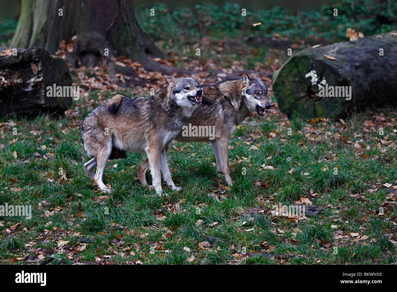 Wolf, Canis, lupus, fighting Stock Photo