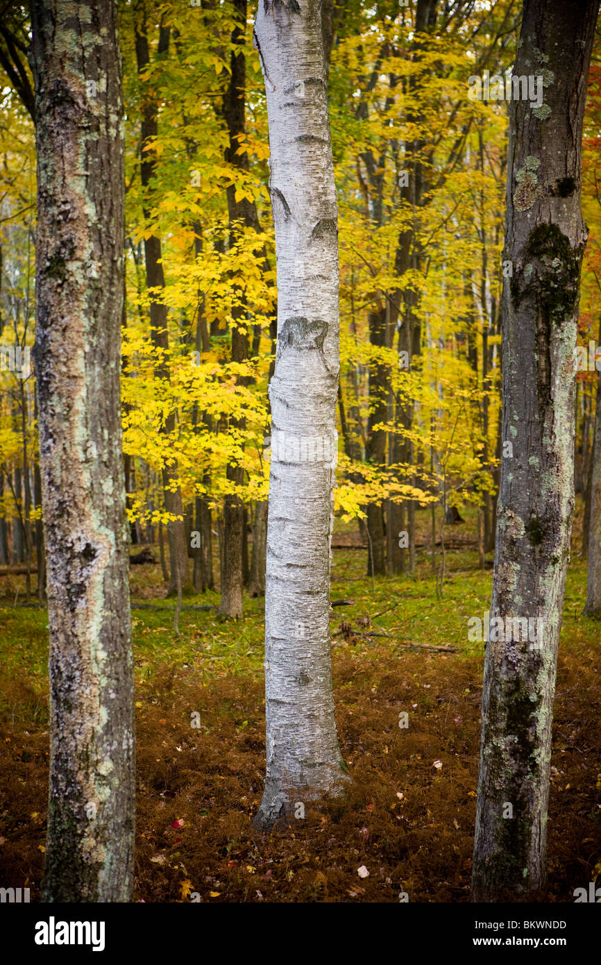 Fall colors in the forest in the Quabbin Reservoir Reservation in Ware, Massachusetts. Stock Photo