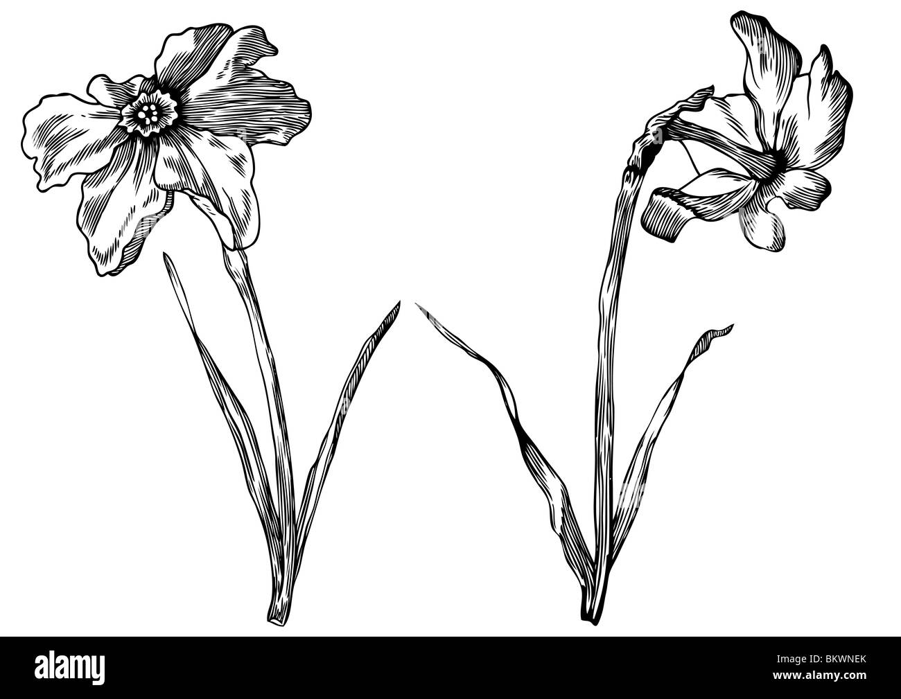 Undertale Flowey  Drawing PNG, Clipart, Art, Artwork, Clip Art, Cut  Flowers, Drawing Free PNG Download