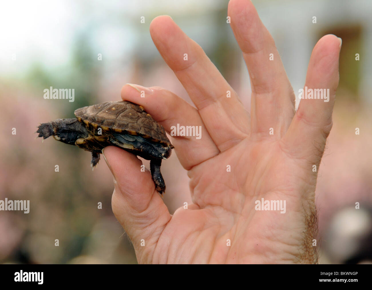 Baby Box Turtles Hatching