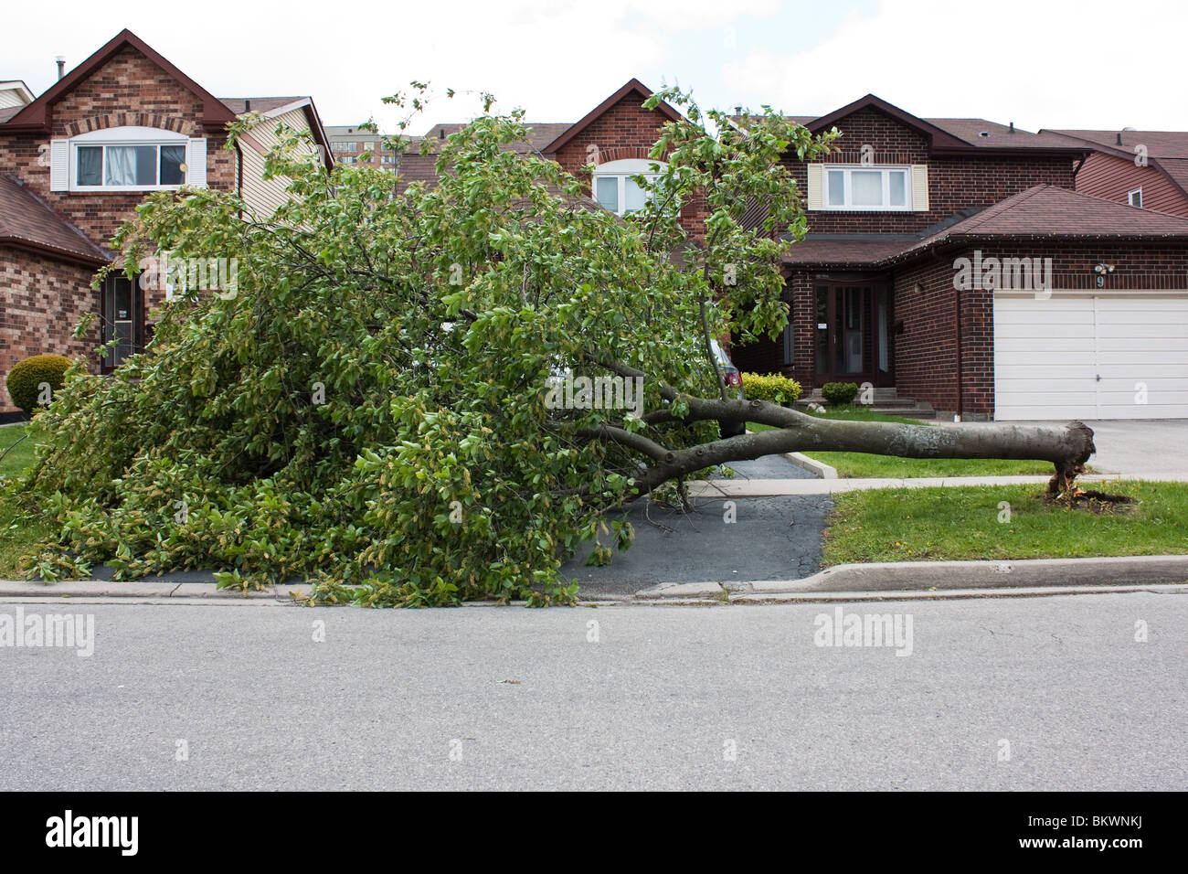 tree fall down broken damage street house driveway danger Stock Photo