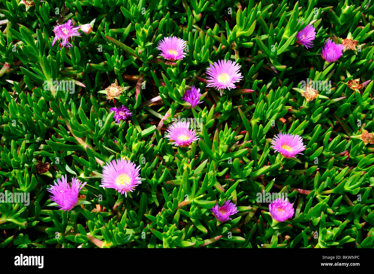 Ice plant flowers bloom. California, USA. Stock Photo