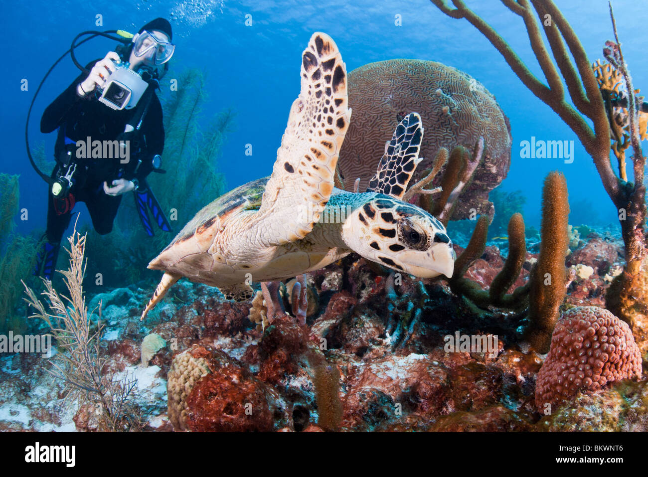 Atlantic Hawksbill Turtle swimming on a tropical coral reef while being photographed by scuba diver Stock Photo