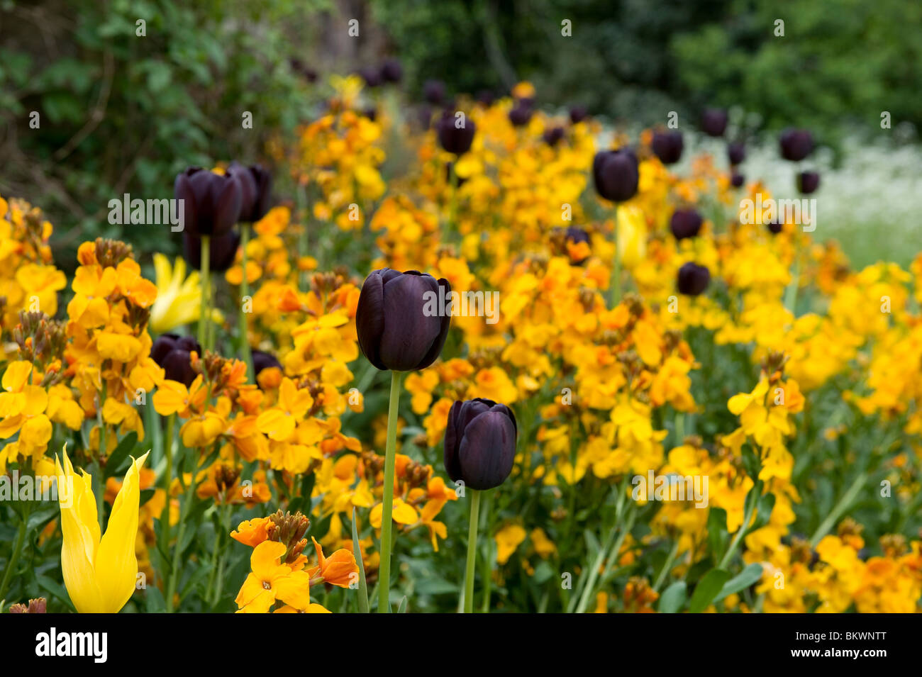 Cambridge University Botanic Garden, Cambridge,Britain,UK. Almost Black