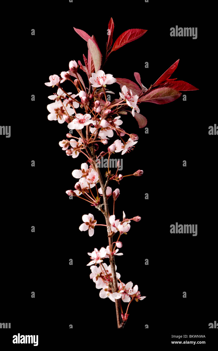 Cherry blossom branch simple hi-res stock photography and images - Alamy