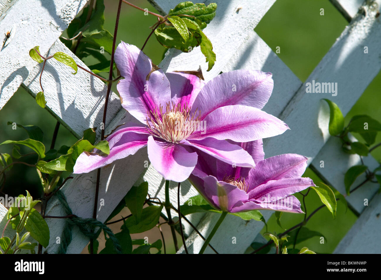 Climbing Pink Clematis on a trellis Stock Photo Alamy