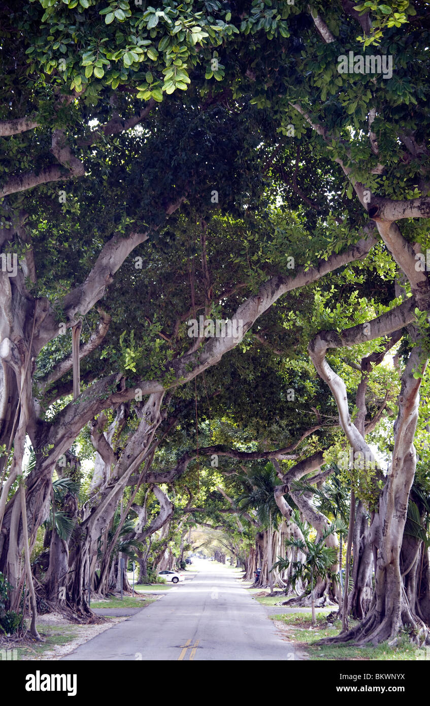 banyan tree florida protected