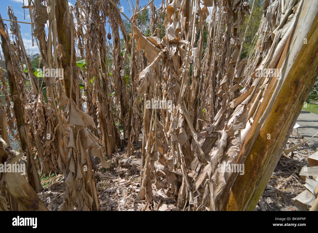 Damaged habitat hires stock photography and images Alamy