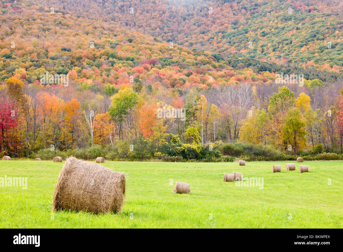Hay bales and fall foliage, on a farm in Williamstown, Massachusetts. Stock Photo