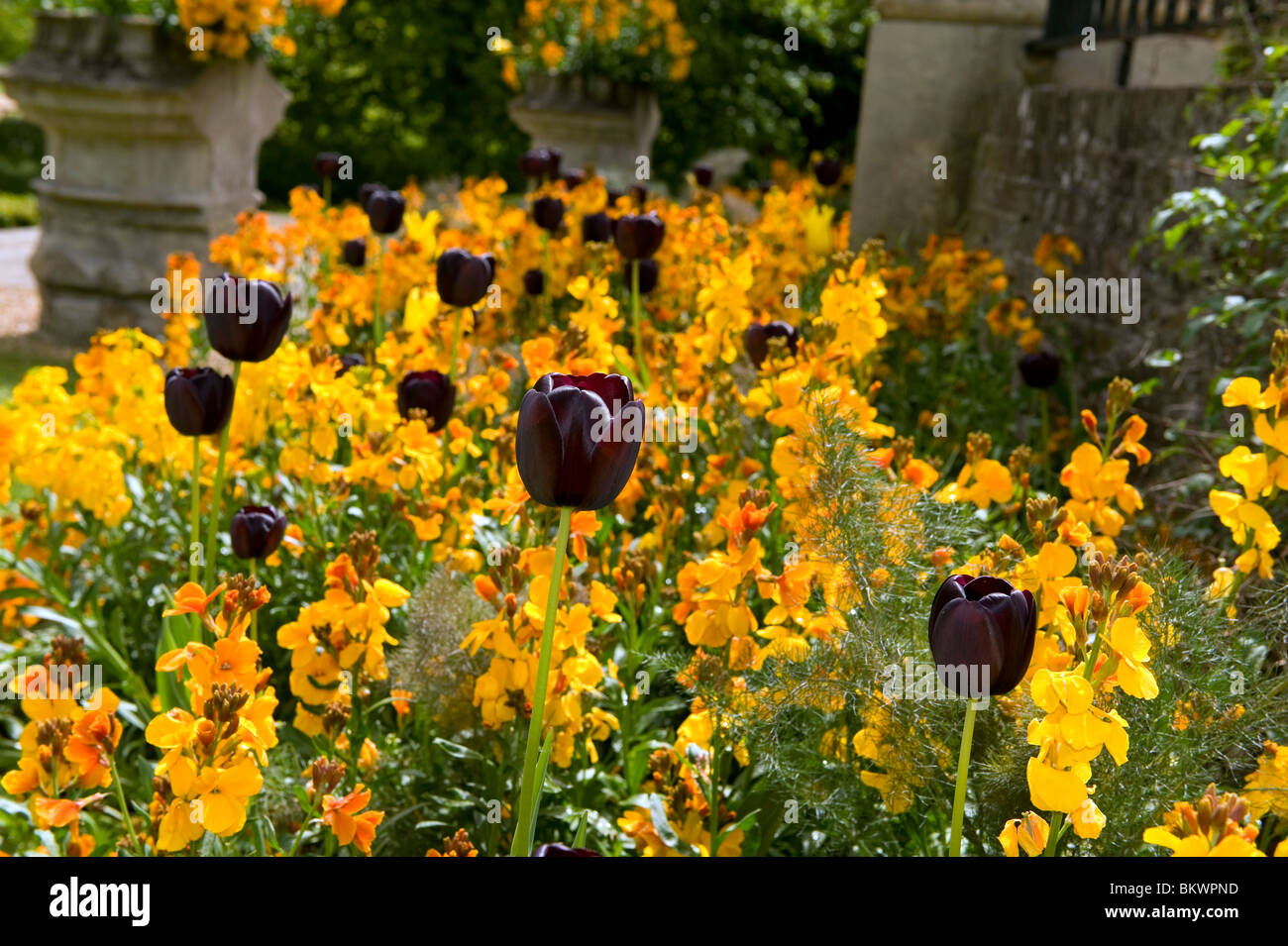 Cambridge University Botanic Garden, Cambridge,Britain,UK. Almost Black