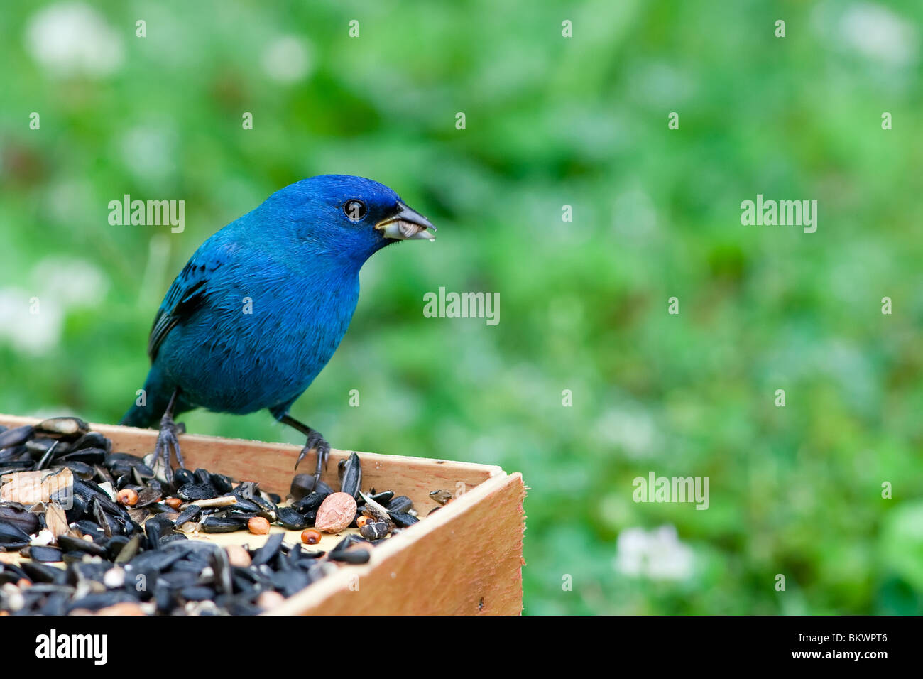 Male Indigo Bunting on feeder Stock Photo Alamy