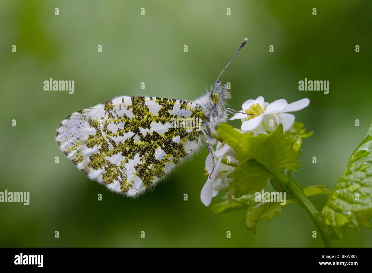 Orange tip anthocharis cardamines hires stock photography and images