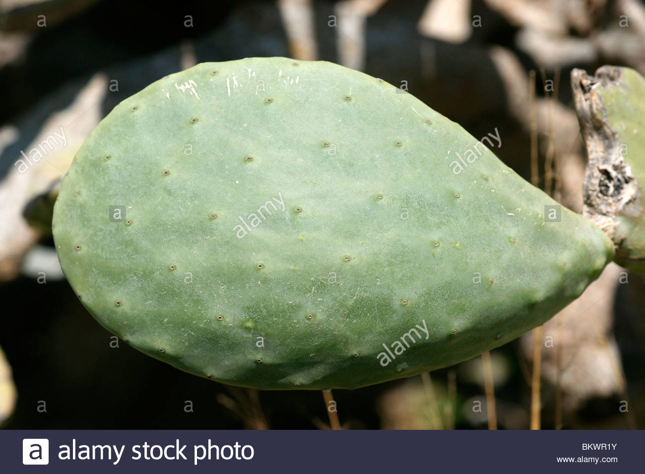 Cactus Greece Stock Photos & Cactus Greece Stock Images Alamy