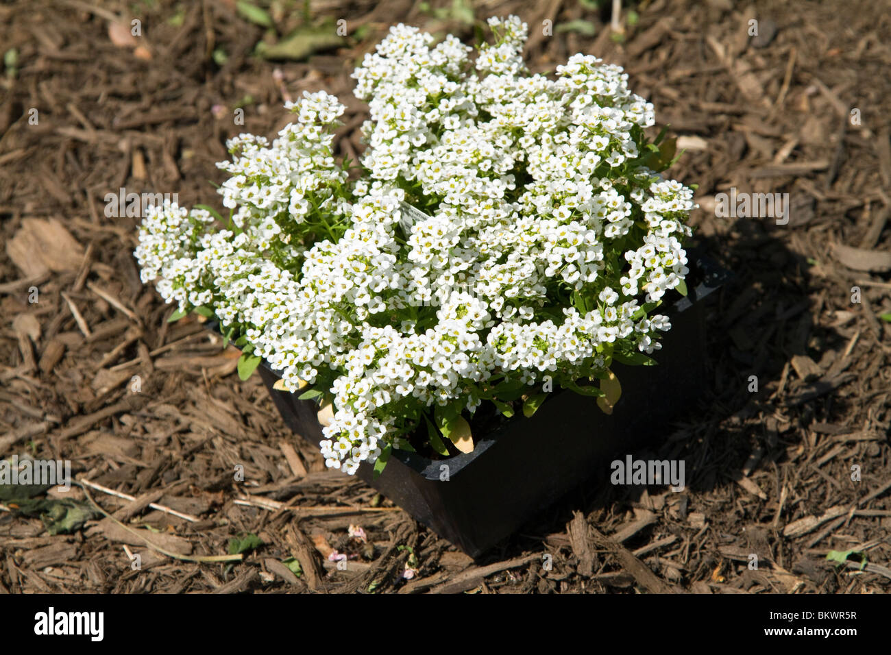 White alyssum hi-res stock photography and images - Alamy