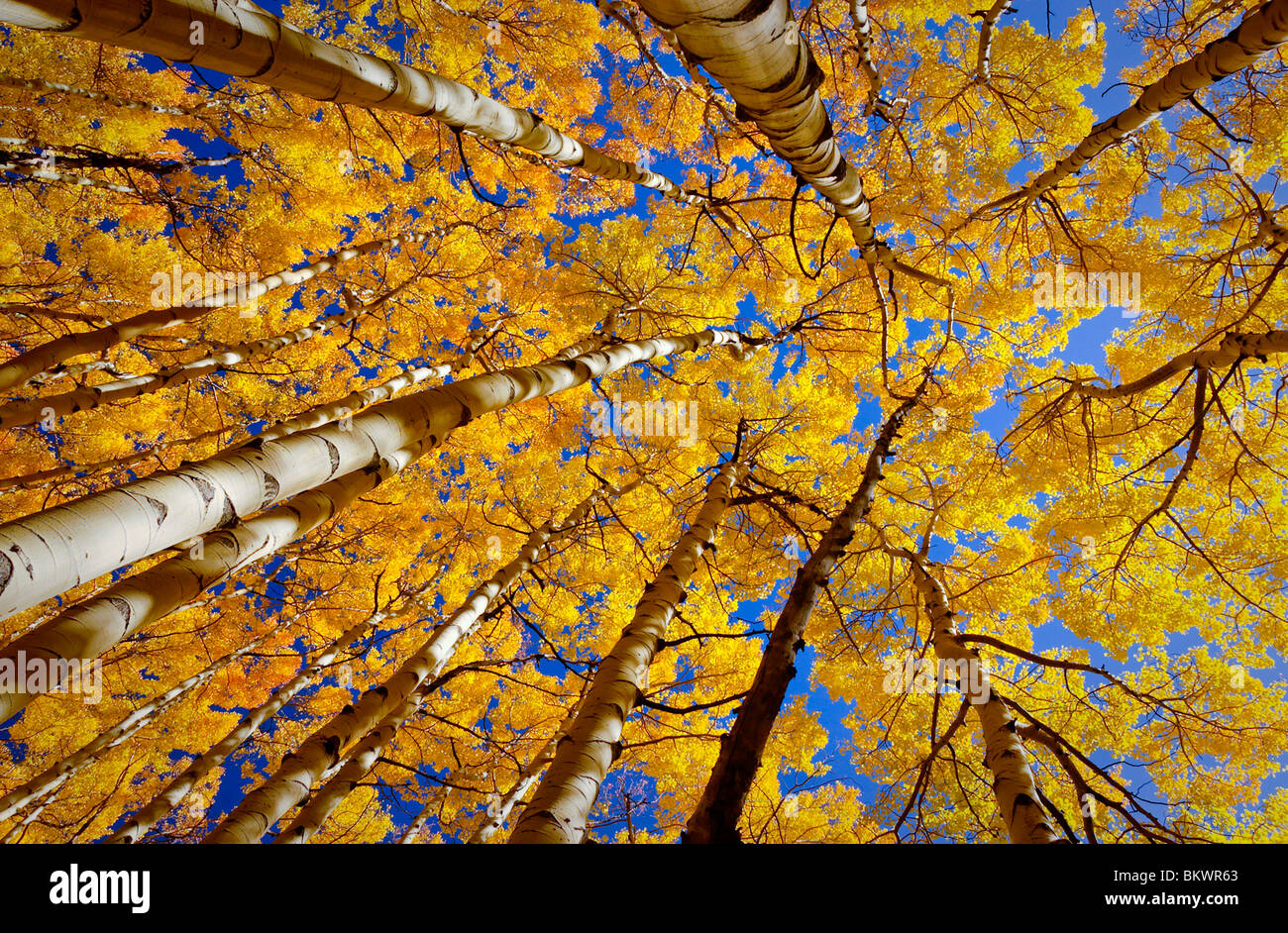 Stock photograph looking up towards the canopy of an aspen tree forest near Ouray, Colorado, USA. - Stock Image