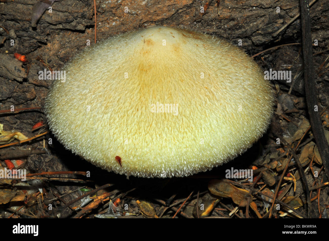 Volvariella bombycina mushroom Stock Photo