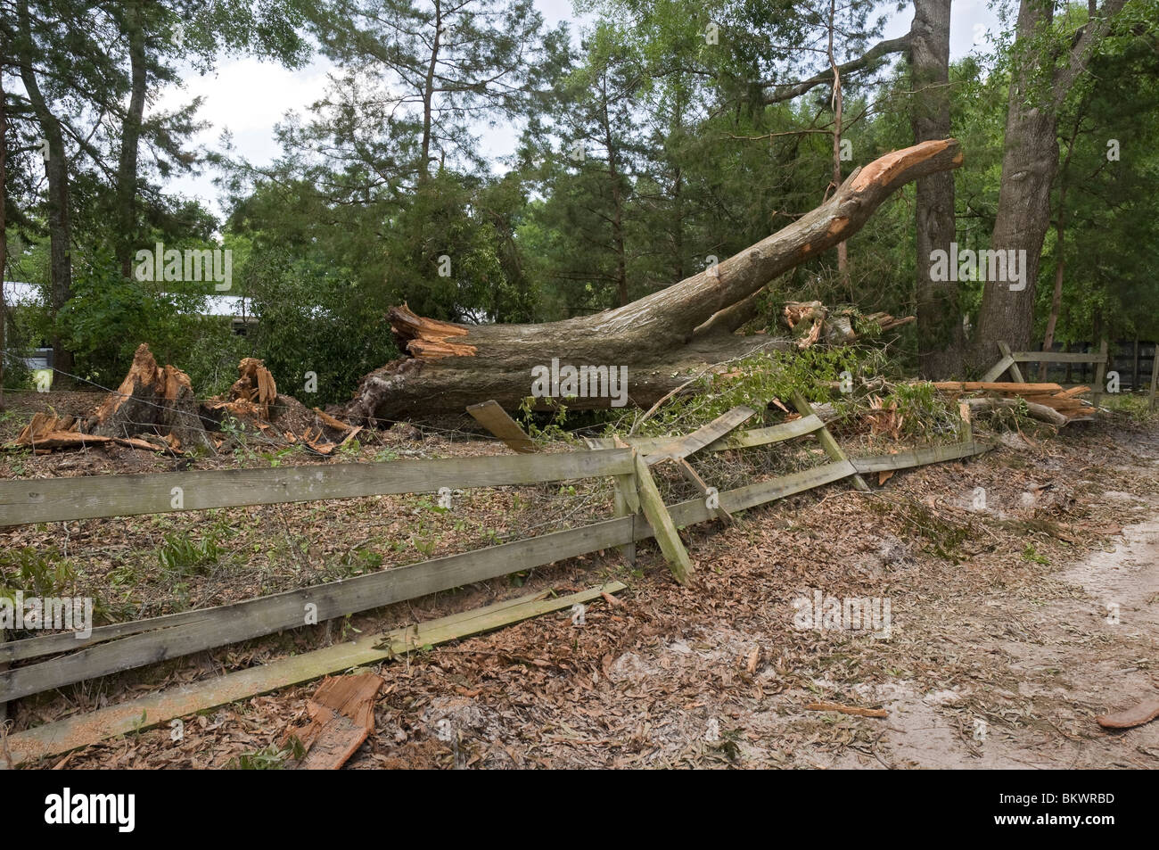 damaged trees after tornado touched down during storm near Branford