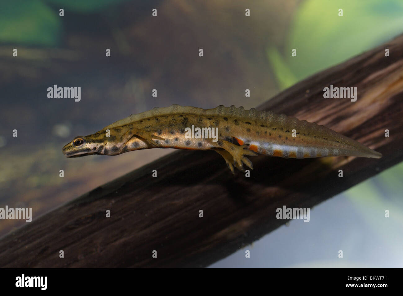 Teichmolch, Molch, Triturus, vulgaris, Lissotriton, Common, Newt Stock