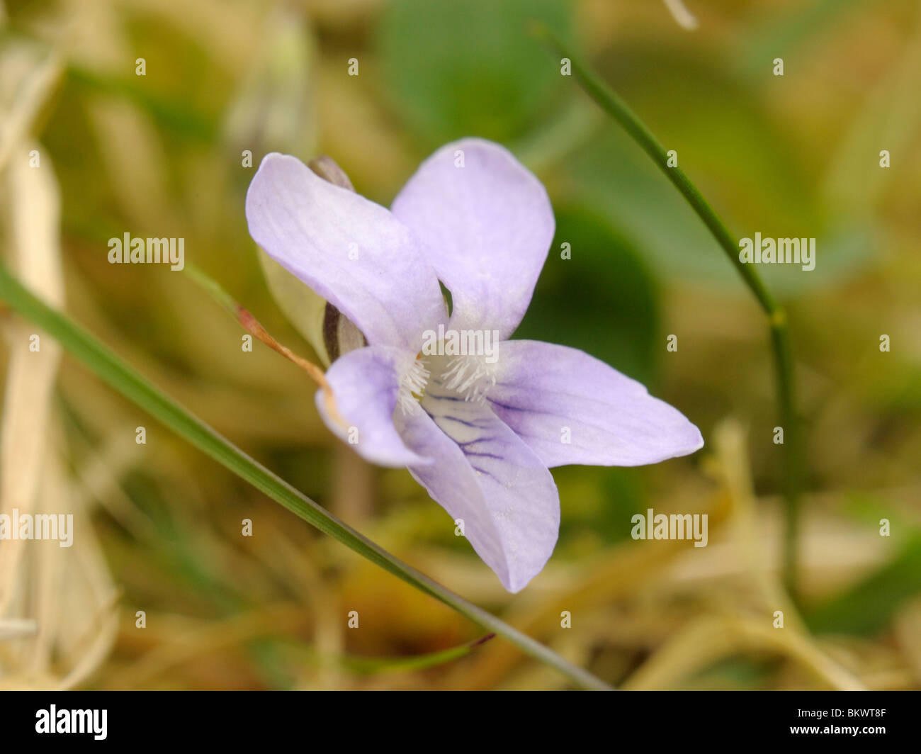 Heath Dog-violet Stock Photo