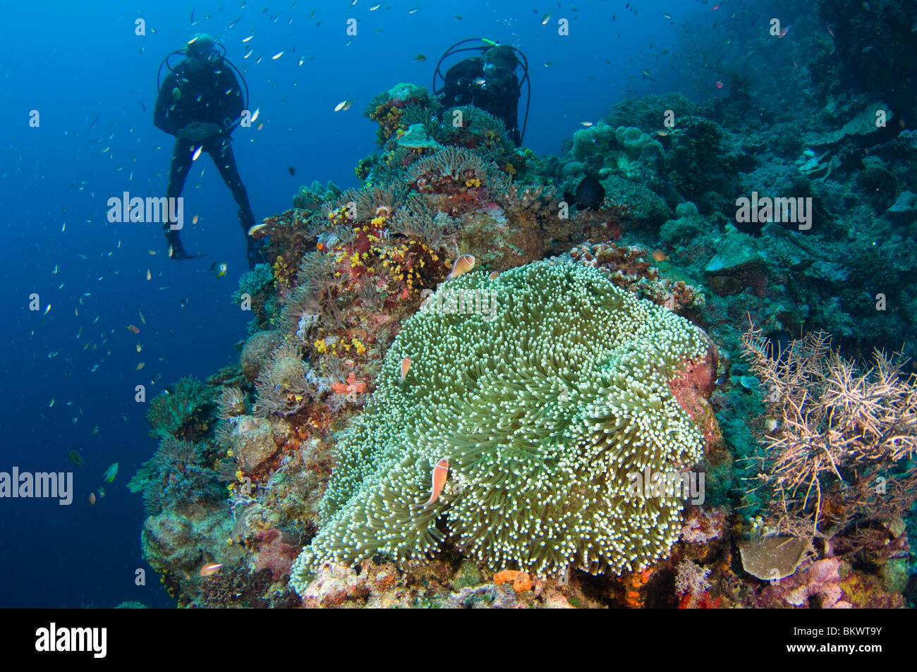 Pink Anemonefish, Amphiprion perideraion, on Sea Anemone, Heteractis magnifica, on wall, divers in background, Layang Layang Stock Photo