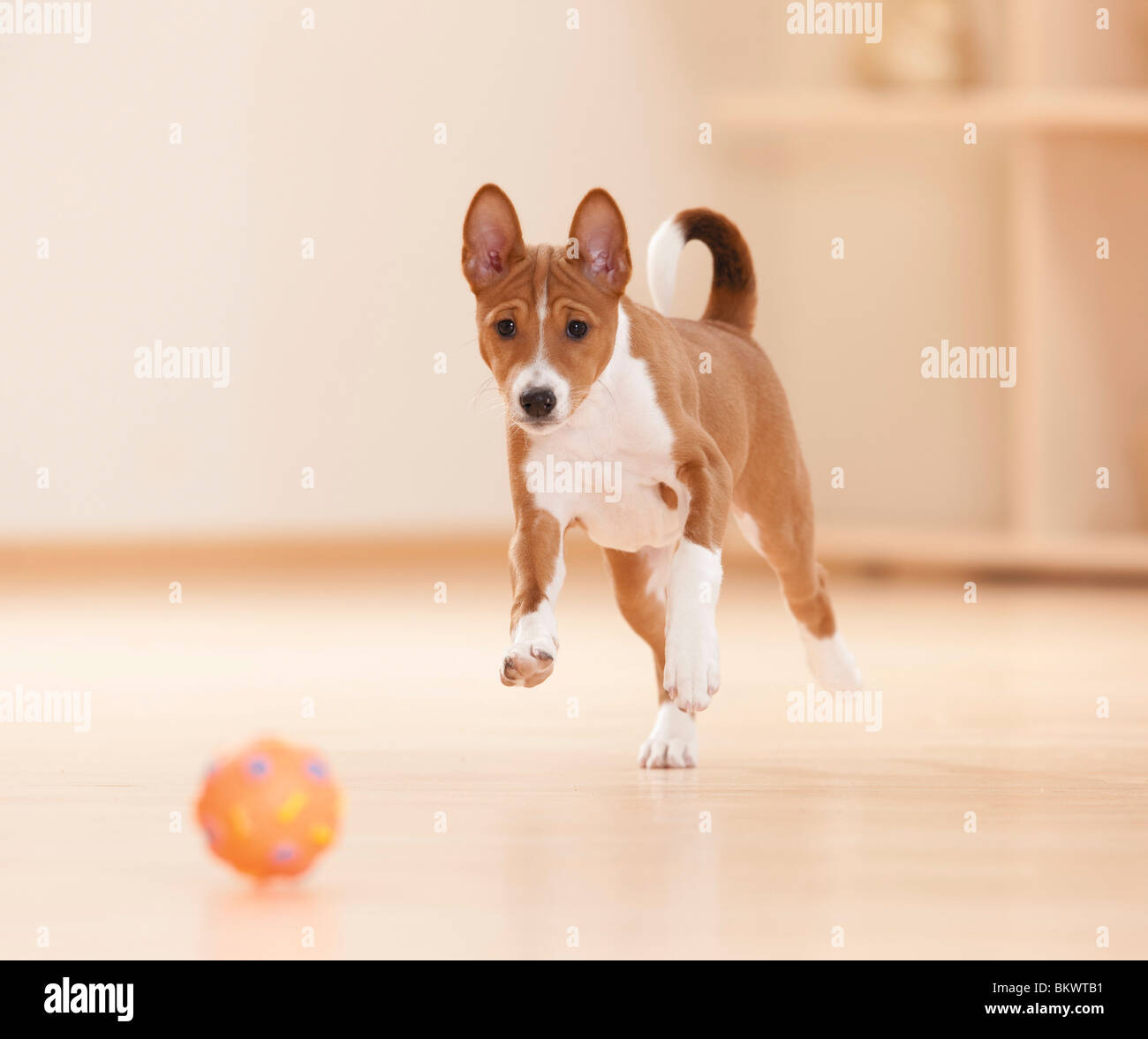 Basenji dog puppy toy Stock Photo - Alamy