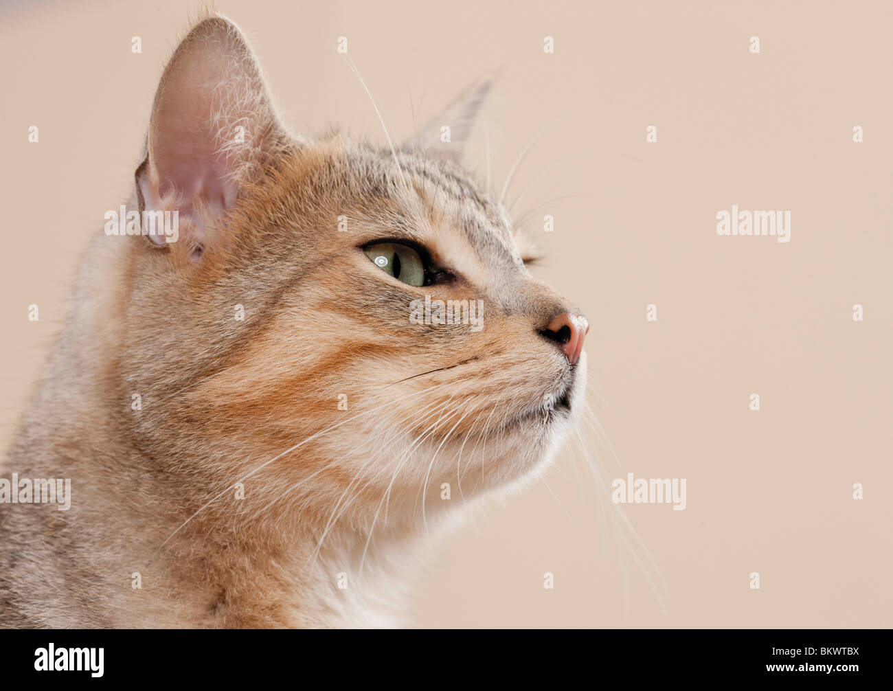 domestic cat portrait Stock Photo - Alamy