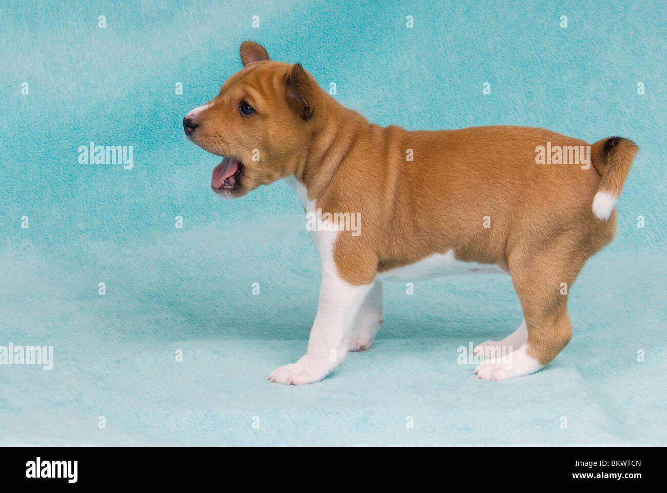 basenji dog puppy