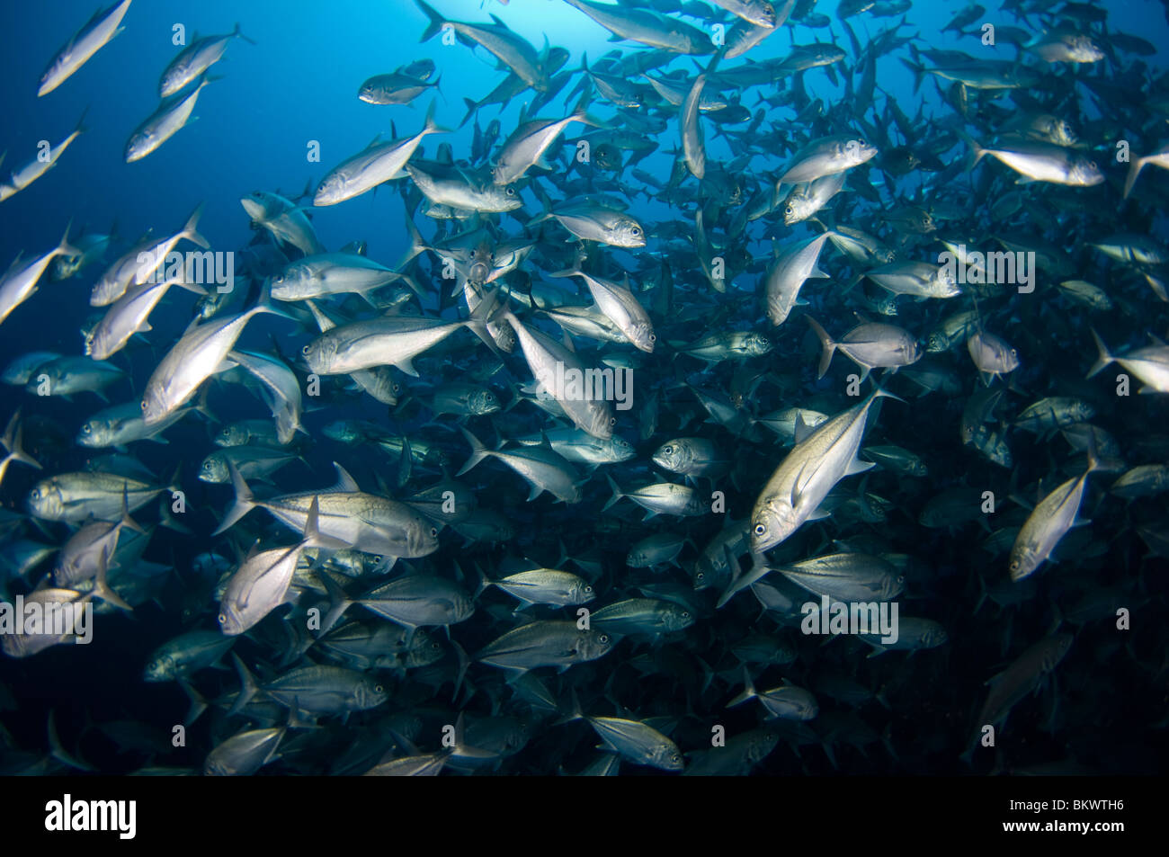 Large school of Bigeye Trevally, Caranx sexfasciatus, Layang Layang, Sabah, Malaysia, Borneo Stock Photo