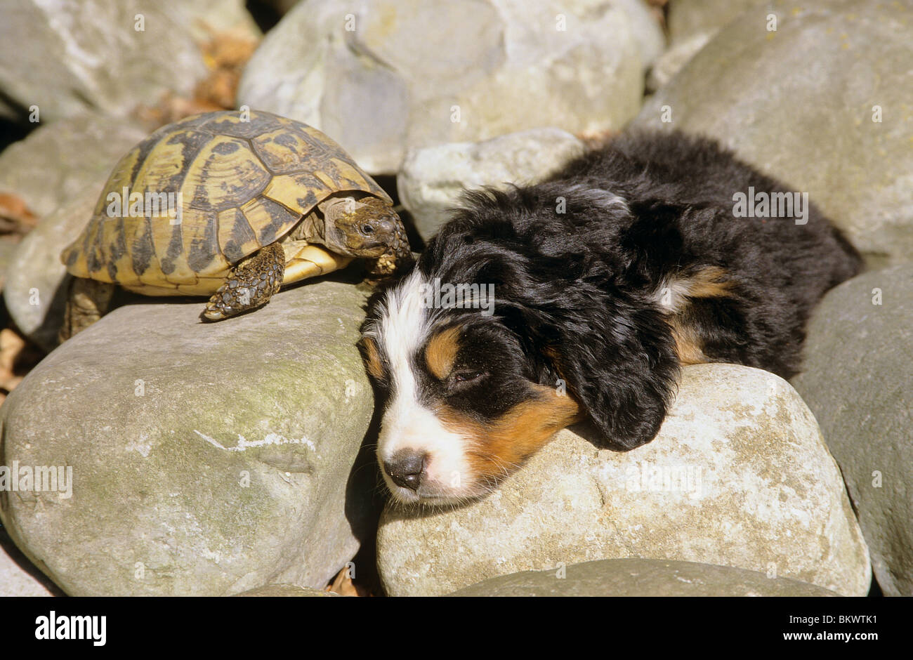 Bernese Mountain dog puppy sleeping tortoise Stock Photo Alamy