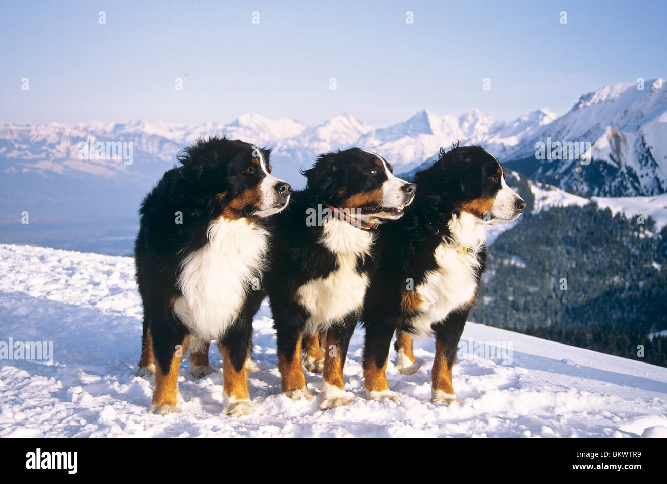 three Bernese Mountain dogs standing snow Stock Photo Alamy