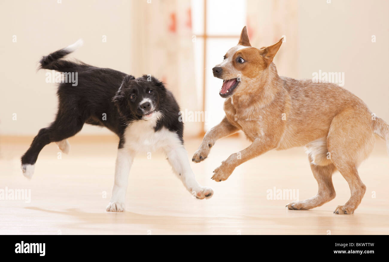 young Australian Cattle Dog Border Collie puppy playing Stock Photo Alamy