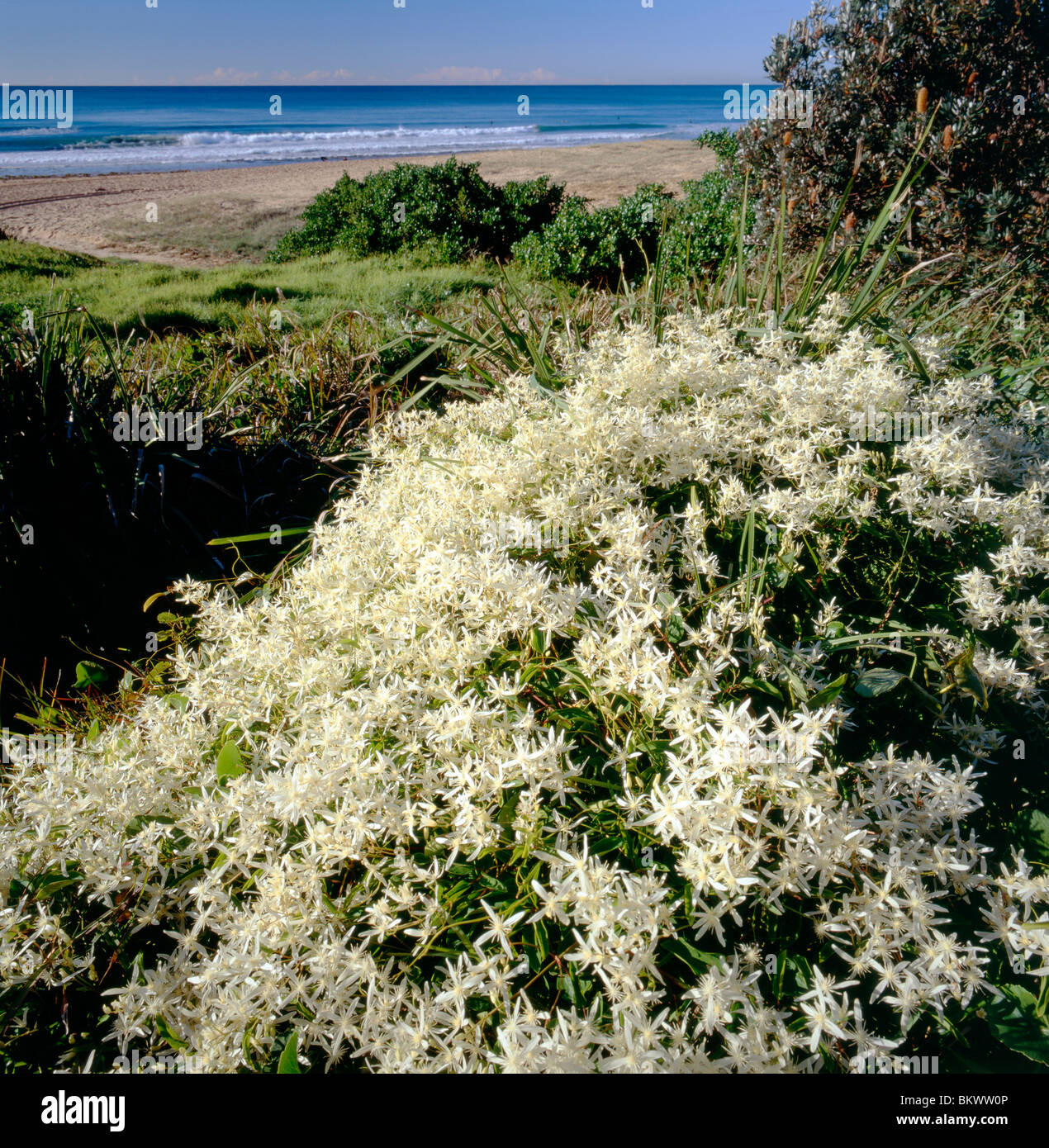 Clematis aristata (family Runun- culaceae) wildflower in bloom on Bungan Beach, New South Wales, Australia Stock Photo