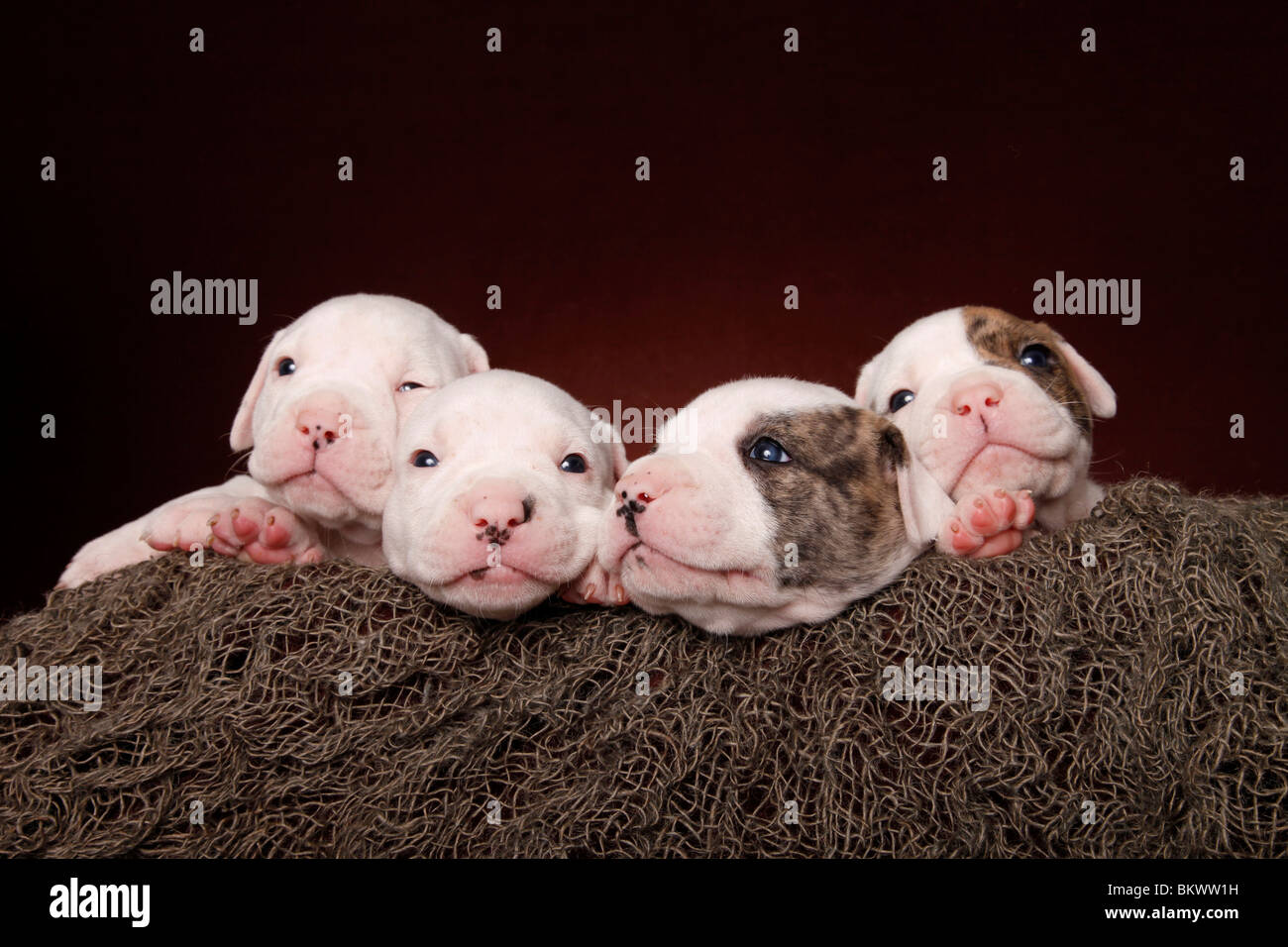 Amerikanische Bulldoggen Welpen / American Bulldog Puppies Stock Photo