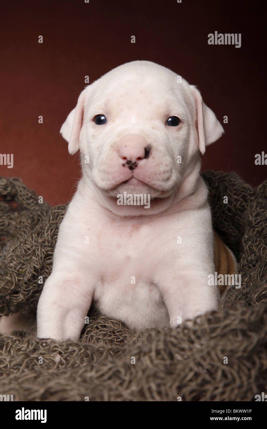 American Bulldog Welpe / American Bulldog puppy Stock Photo