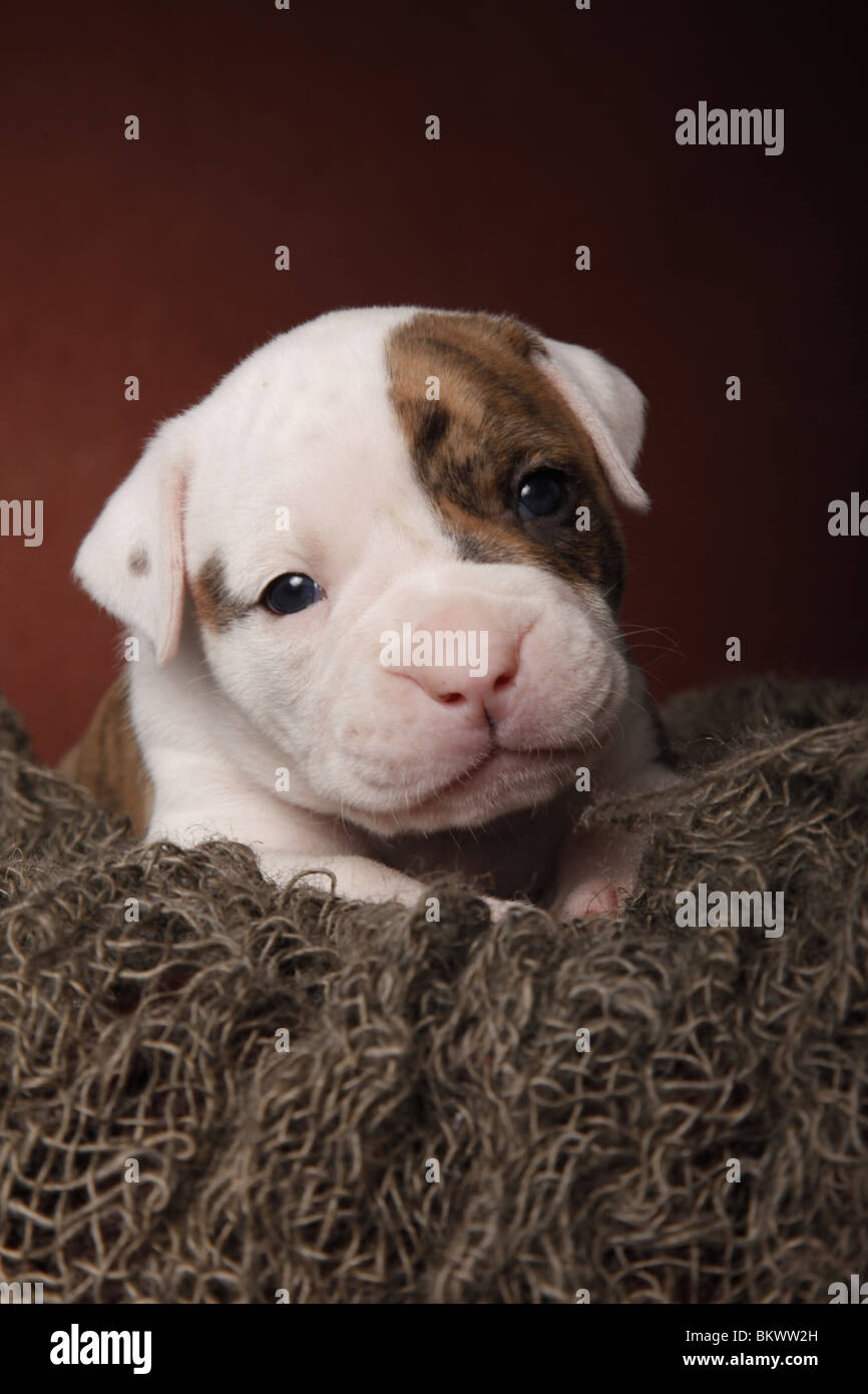 American Bulldog Welpe / American Bulldog puppy Stock Photo