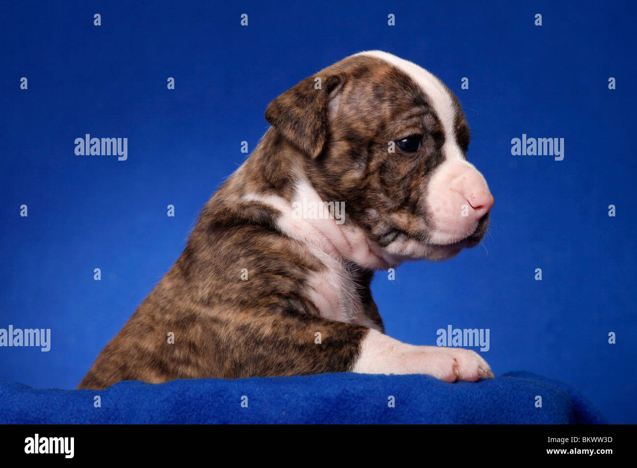 American Bulldog Welpe / American Bulldog puppy Stock Photo Alamy