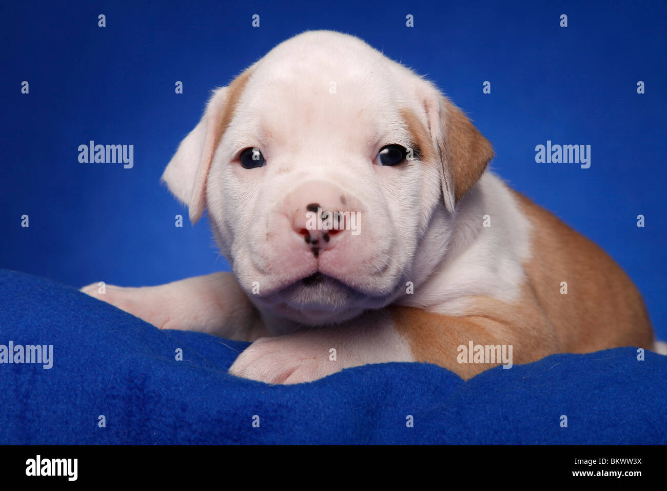 American Bulldog Welpe / American Bulldog puppy Stock Photo Alamy