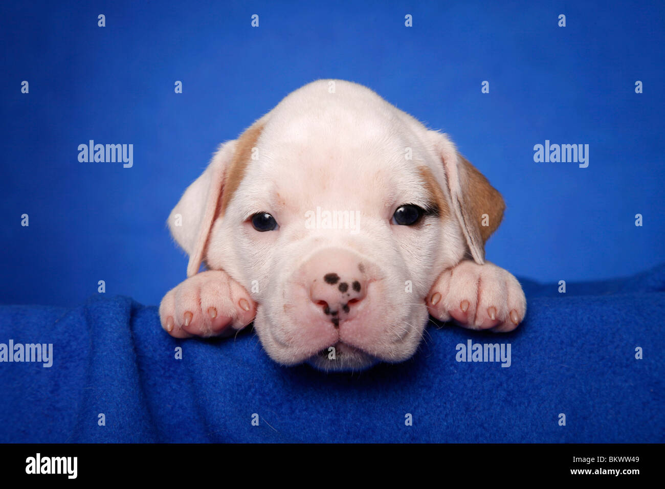 American Bulldog Welpe / American Bulldog puppy Stock Photo Alamy