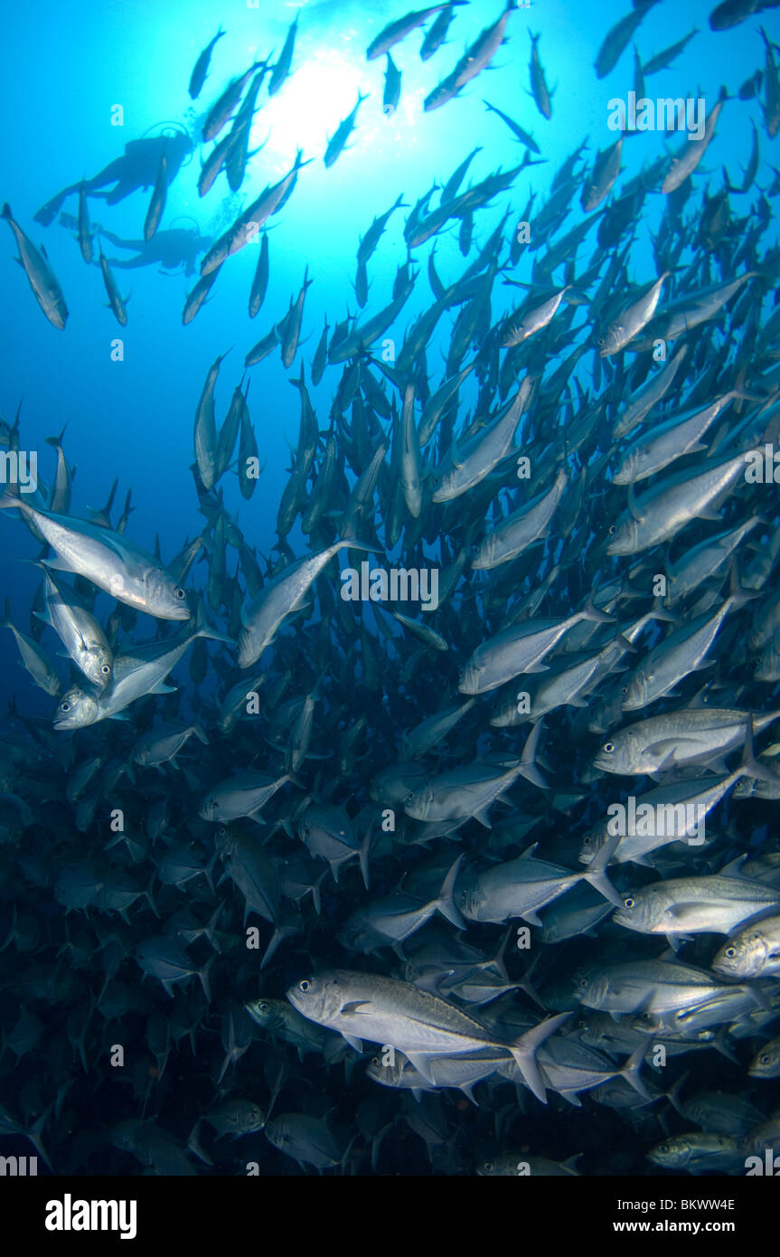 Large school of Bigeye Trevally, Caranx sexfasciatus, silhouette of divers in background, Layang Layang, Sabah, Malaysia, Borneo Stock Photo