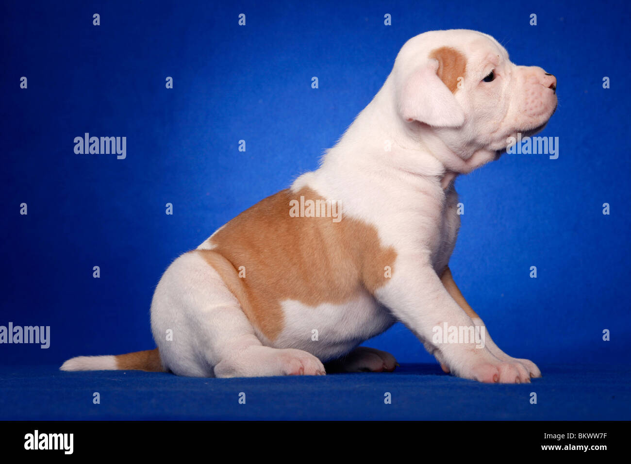 American Bulldog Welpe / American Bulldog puppy Stock Photo Alamy