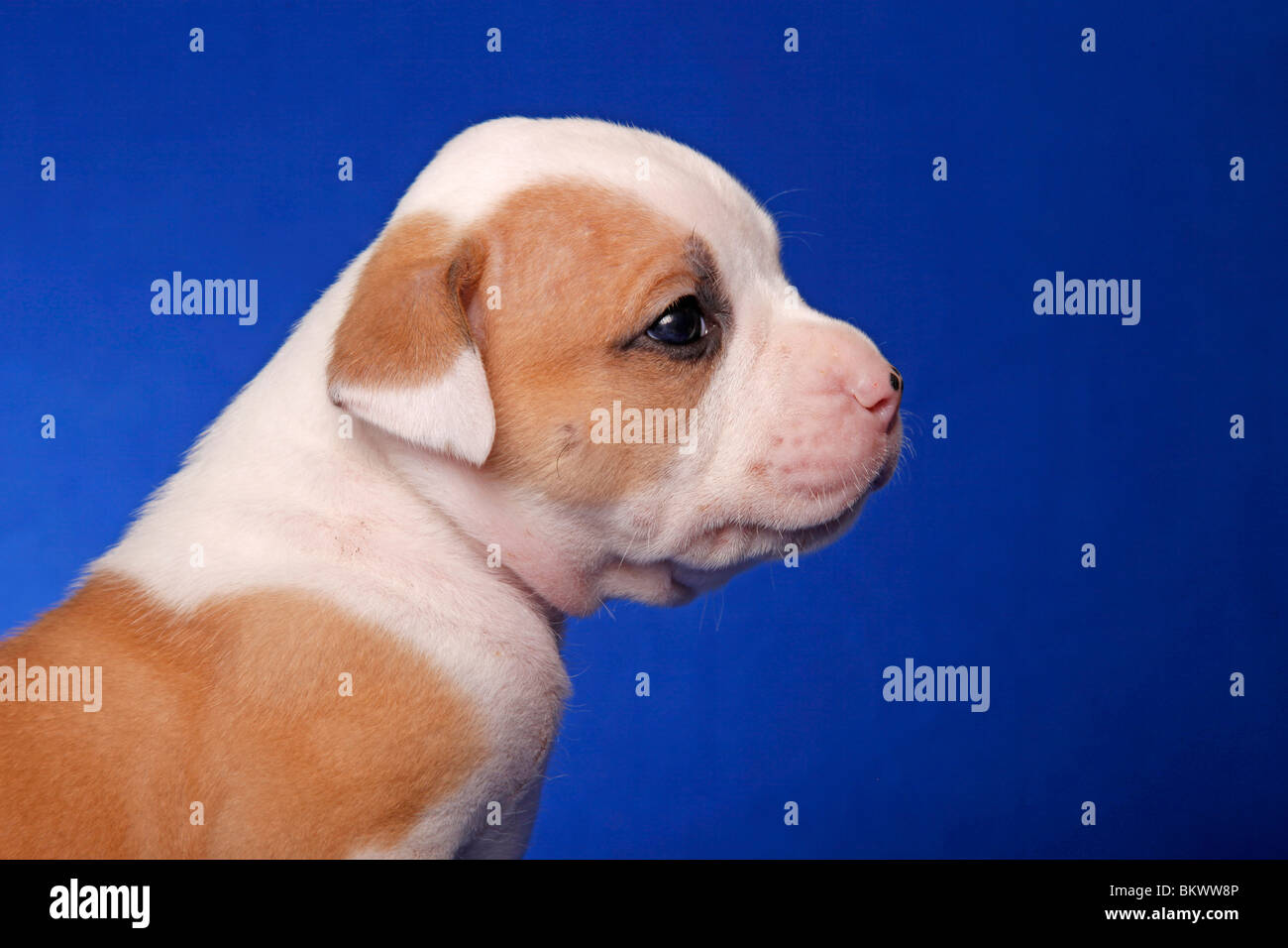 American Bulldog Welpe / American Bulldog puppy Stock Photo Alamy