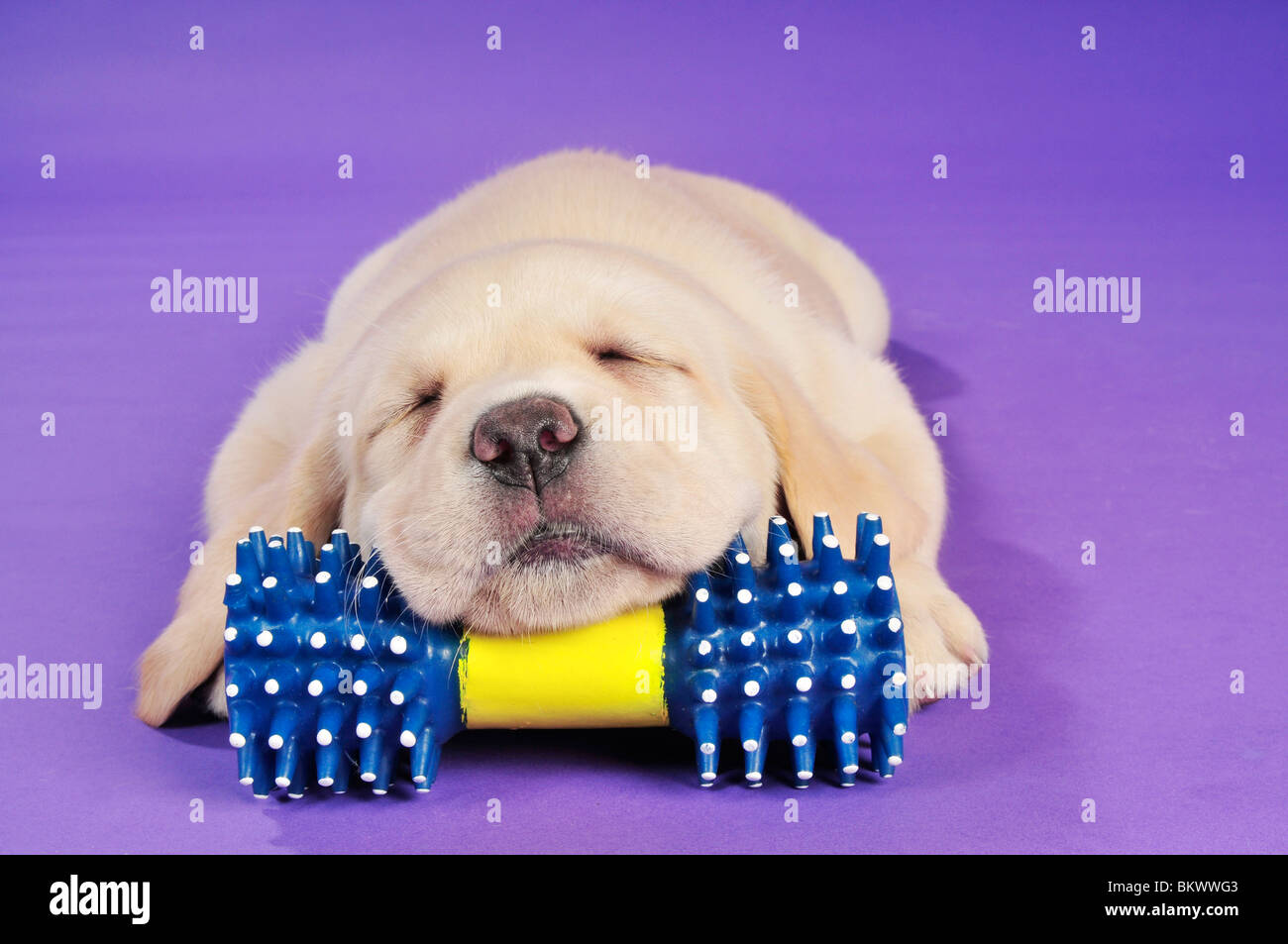 Labrador Retriever dog puppy sleeping on toy Stock Photo - Alamy