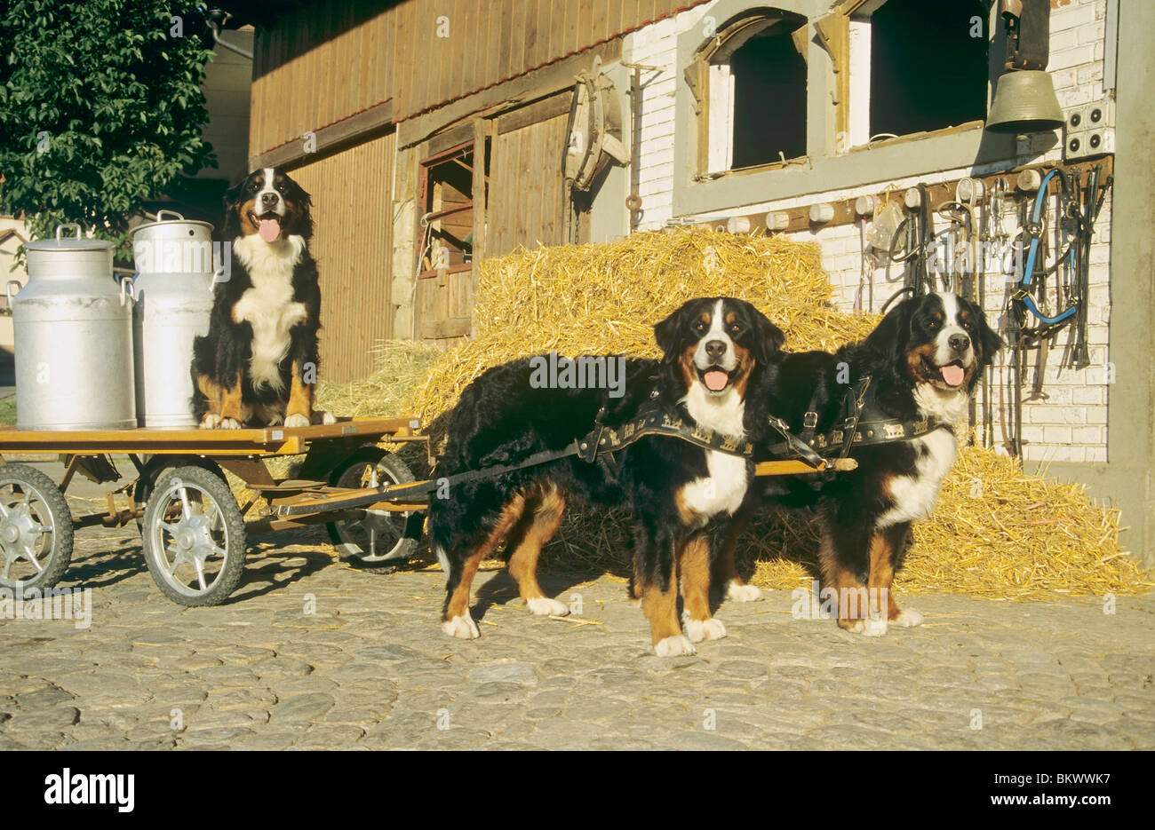 Bernese mountain dog pulling cart hires stock photography and images Alamy